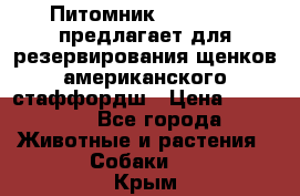 Питомник KURAT GRAD предлагает для резервирования щенков американского стаффордш › Цена ­ 25 000 - Все города Животные и растения » Собаки   . Крым